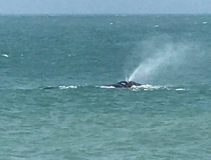 Baleias-francas aparecem na Praia do Estaleirinho, em Balneário Camboriú