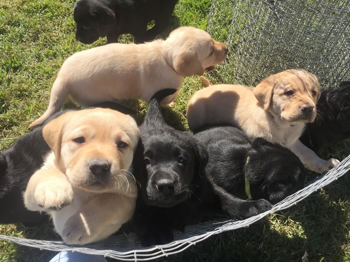 Futuros cães-guia de Balneário Camboriú precisam de socializadores