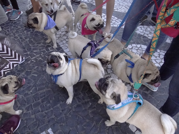 Domingo, 3, vai ter Cãominhada em Balneário Camboriú