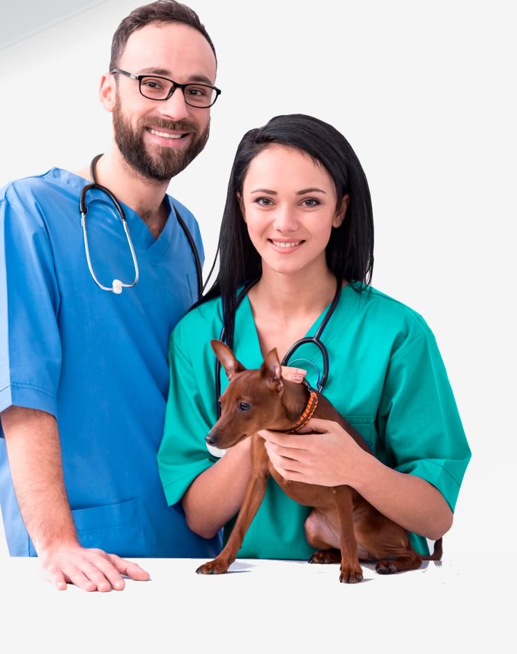 Curso de Auxiliar Veterinário em Balneário Camboriú tem inscrições prorrogadas até dia 27