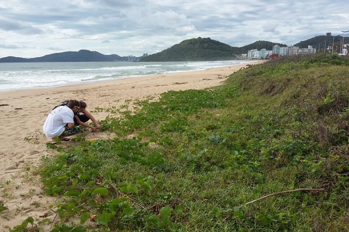 Famai coleta sementes para recuperação da restinga da Praia Brava