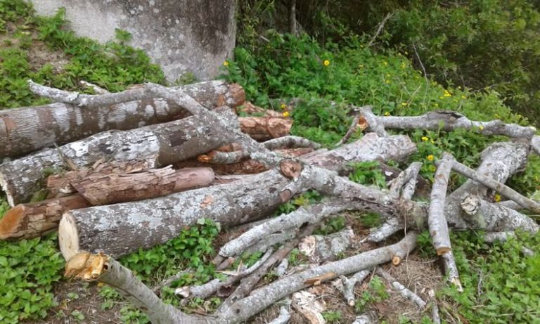 Balneário Camboriú não está autorizando corte de árvores nativas
