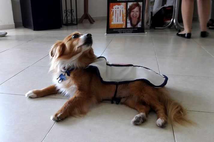 Cão terapeuta ajuda a amenizar a dor em velórios, em Balneário Camboriú