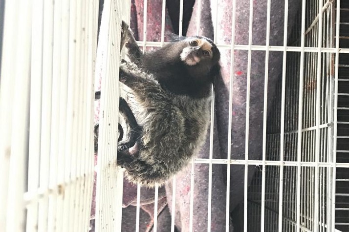 Macaco encontrado em condomínio residencial é encaminhado a órgão ambiental