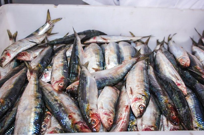 Sardinha é o peixe mais barato na Semana Santa de Itajaí