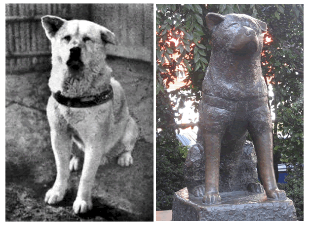 hachiko