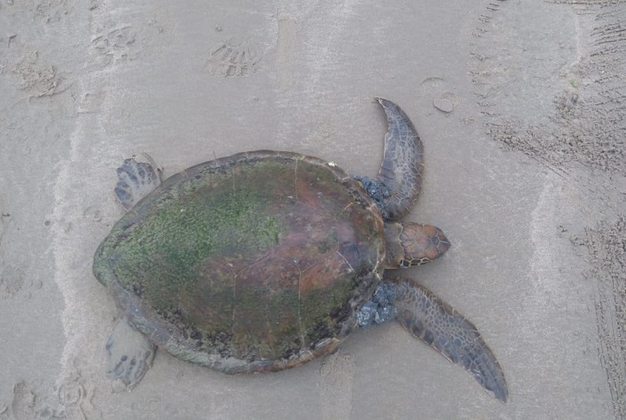 Golfinho é encontrado morto e tartaruga é resgatada em Balneário Camboriú