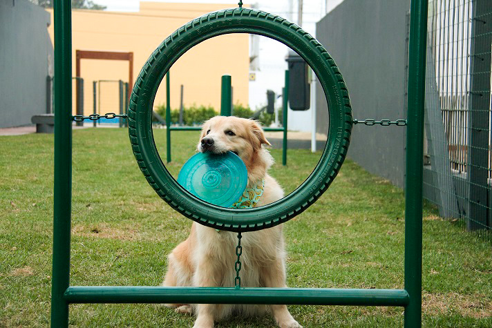 Lançamento do ABRAÇO Animal é adiado