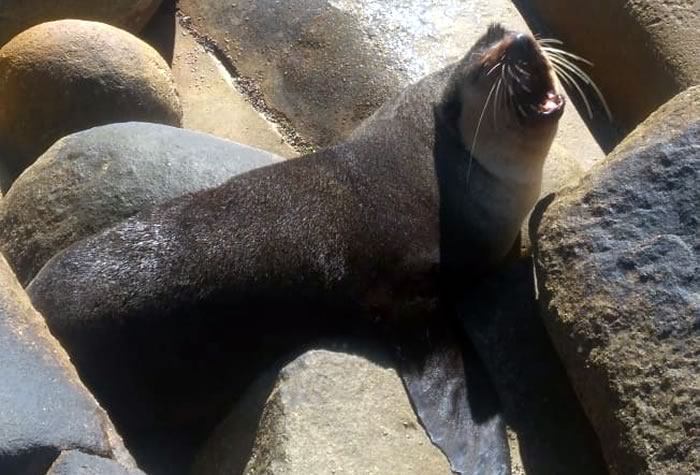 Lobo Marinho descansa no costão do Estaleirinho