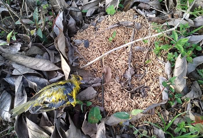 Cerca de 300 pássaros são mortos por possível envenenamento em Camboriú