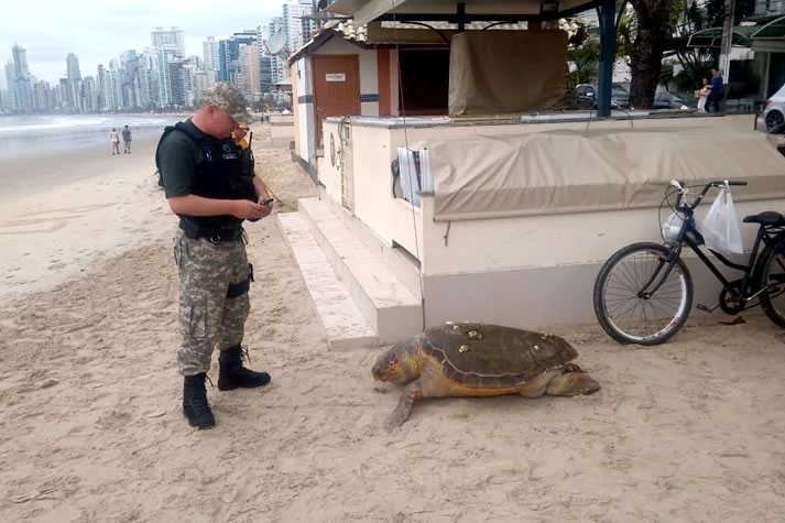 Tartaruga marinha ameaçada de extinção é encontrada morta na Praia Central