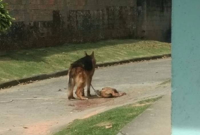 PPT resgata filhote de Pit Bull em estado grave após sofrer ataque de pastor alemão