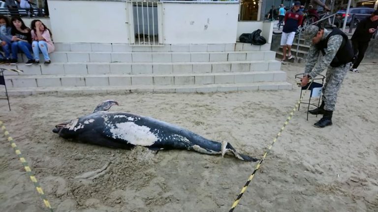 Golfinho morto é encontrado na Praia Central de Balneário Camboriú
