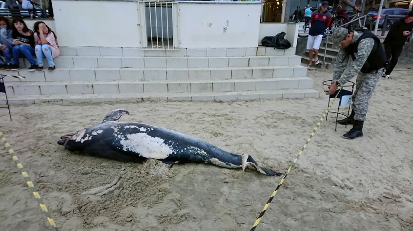 Golfinho morto é encontrado na Praia Central de Balneário Camboriú 1 golfinho
