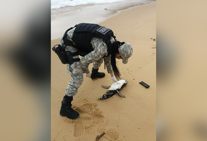 14 pinguins-de-magalhães são encontrados mortos em Balneário Camboriú