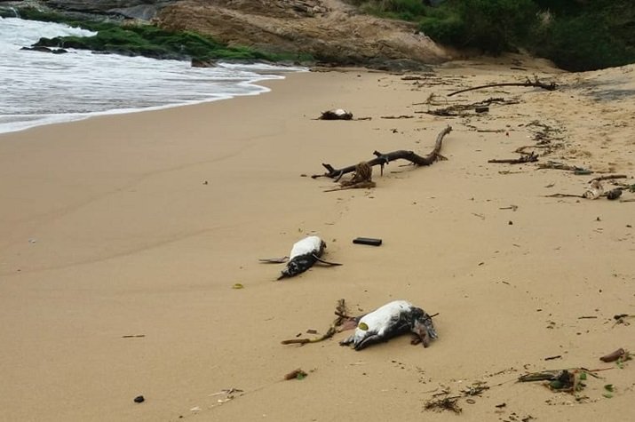 Causa da morte de pinguins será investigada