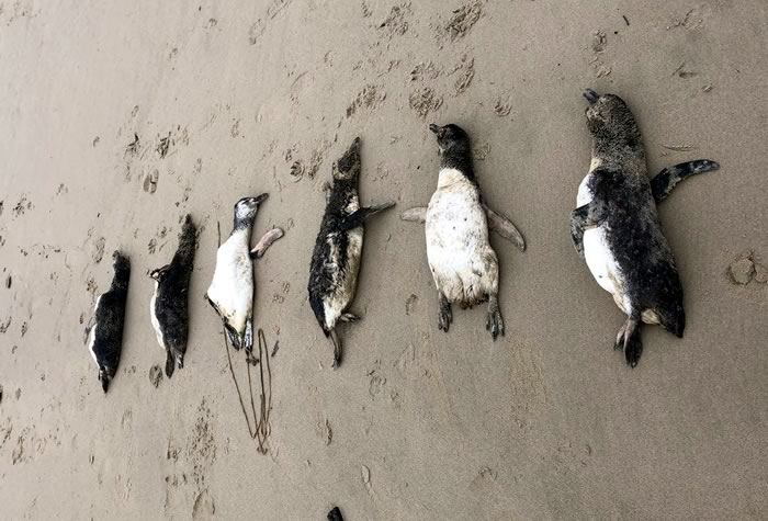 Dezenove pinguins são encontrados mortos em Navegantes