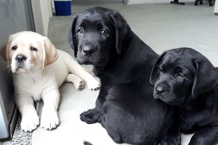 Comunidade irá escolher nomes de futuros cães-guia em BC