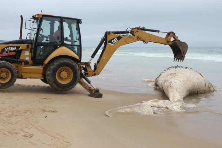 Baleia morta é removida da Praia Brava