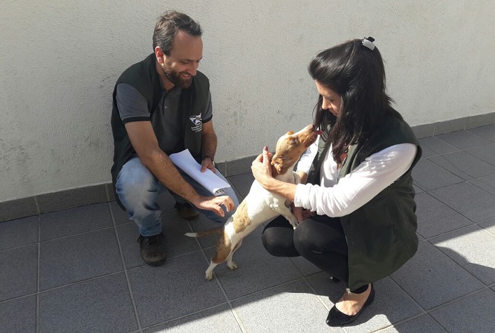 Balneário Camboriú inicia agendamento de castrações do Censo Animal
