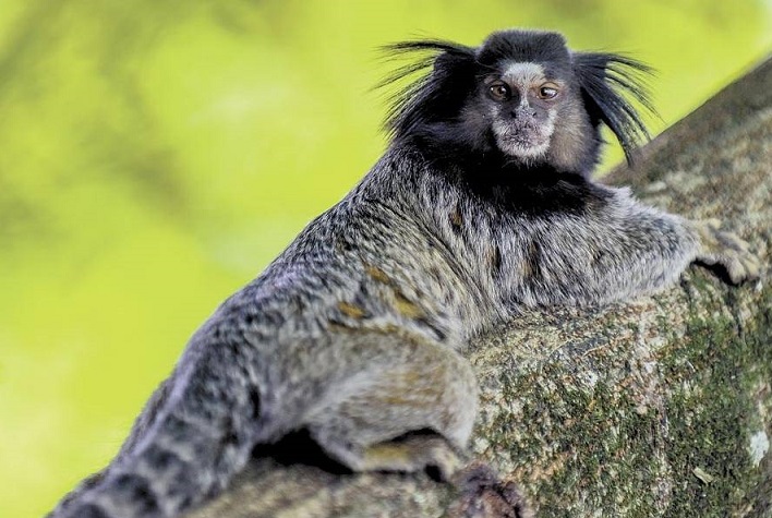 Macaco encontrado morto em Itajaí aciona alerta pra febre-amarela na cidade