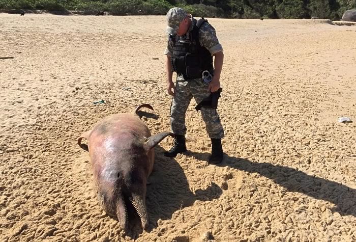 Grupo de proteção ambiental localiza boto morto na praia de Taquarinhas