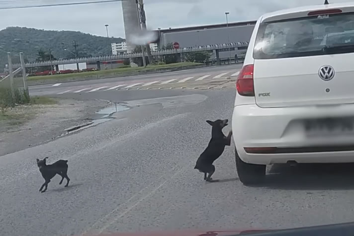 Cães vistos seguindo carro, em Itajaí, não foram abandonados