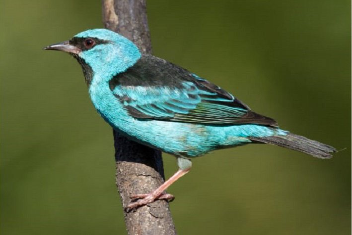 Saíra-bico-fino é a ave-símbolo de Balneário Camboriú
