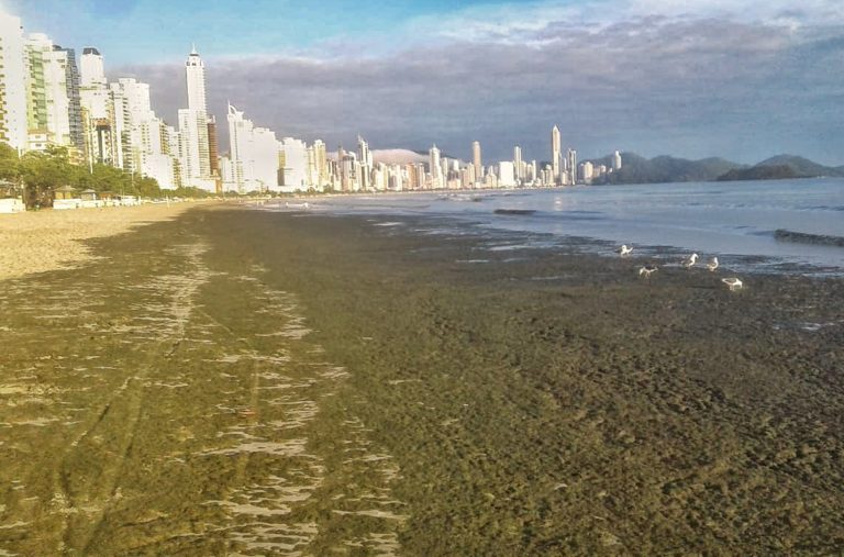 BC contratará estudo sobre aparecimento de Briozoários e Diatomácea