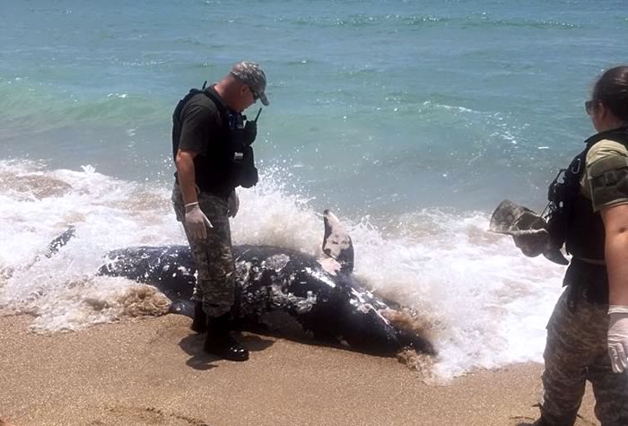 Golfinho morto é encontrado na Praia do Buraco