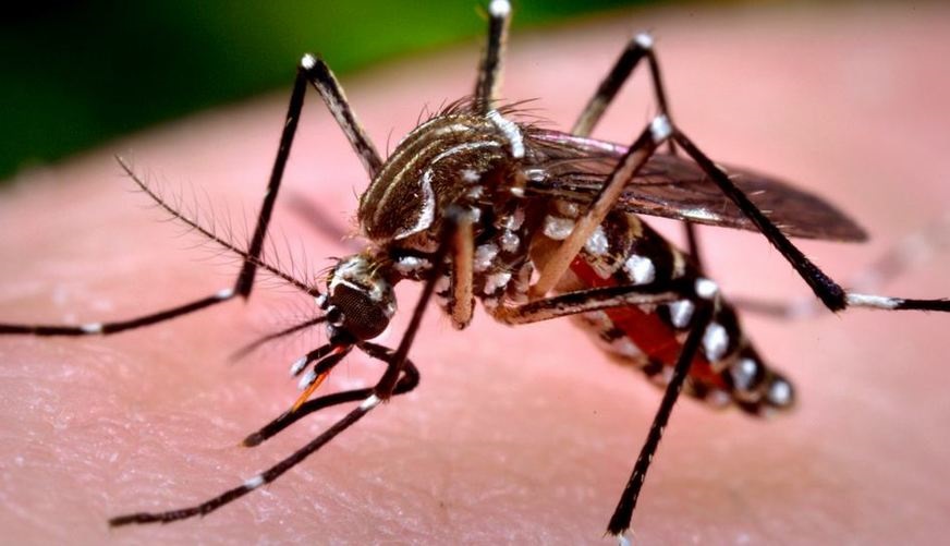 Dengue: 96 casos são confirmados em Balneário Camboriú neste ano