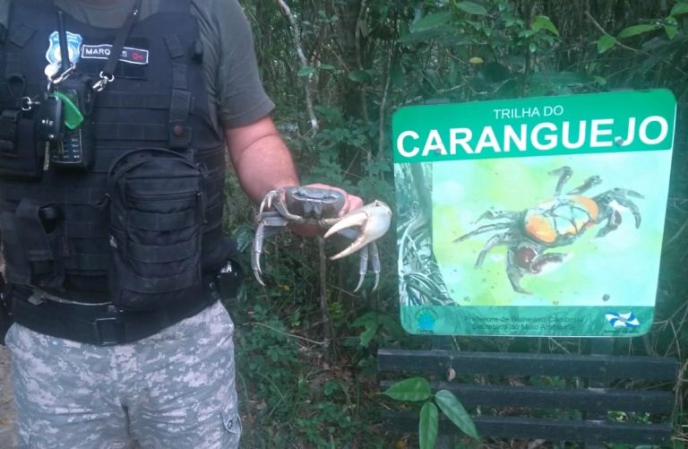 Guarda Municipal captura caranguejo ameaçado de extinção