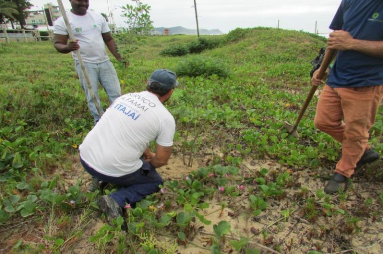 Praia Brava recebe plantio de 125 mudas de restinga