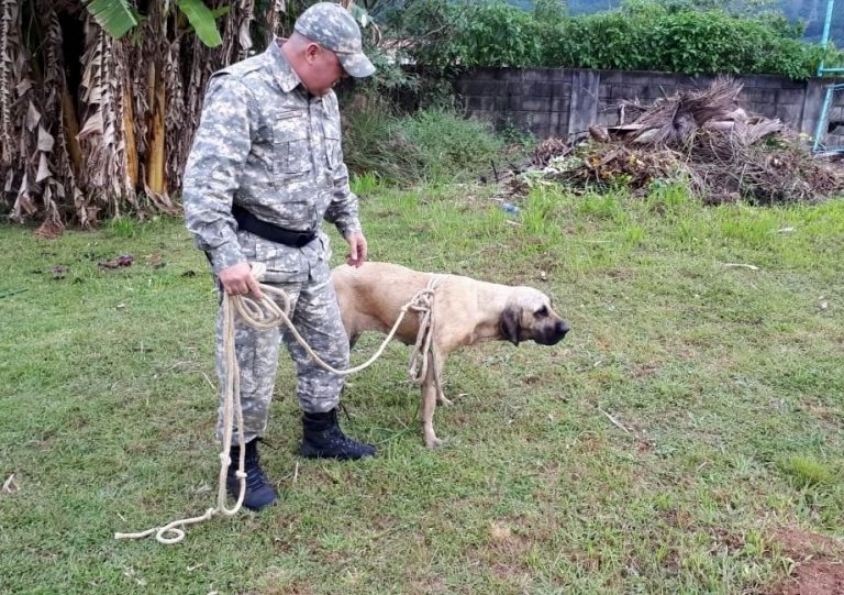 Cão da raça Mastiff Inglês é resgatado após ficar dois dias preso no Rio das Ostras