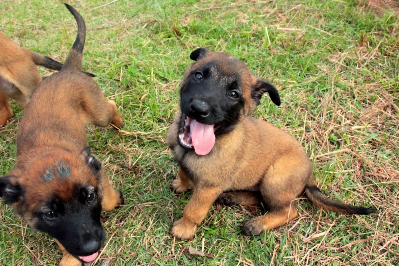 População poderá escolher nomes dos filhotes do K9 da Guarda Municipal