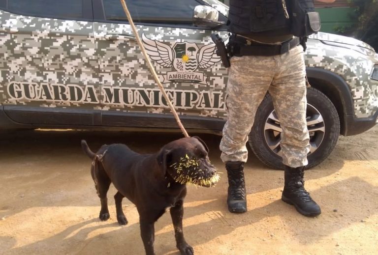 Guarda Municipal resgata cão com espinhos em toda a cabeça