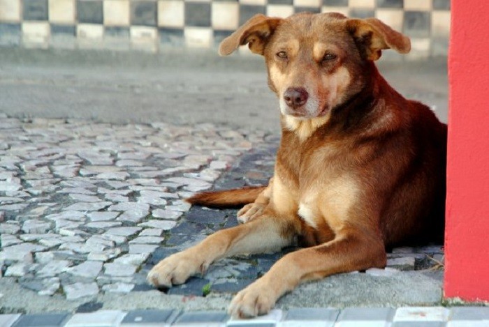 Sobe para R$ 20 mil multa para quem pratica maus-tratos contra animais em SC