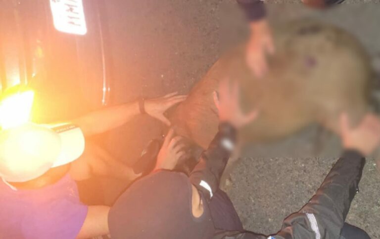 Capivara é vítima de atropelamento na Estrada da Rainha
