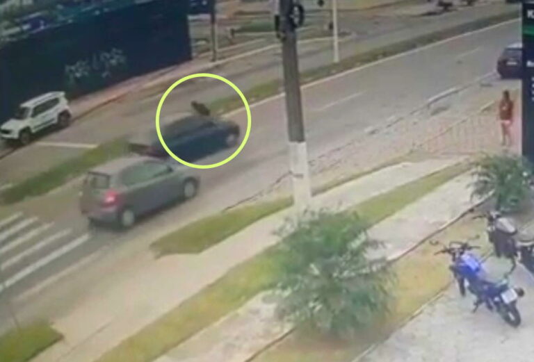 Homem é carregado no capô durante briga de trânsito na Av. Osvaldo Reis