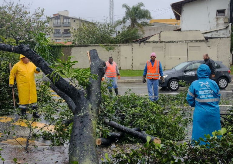 Mais de 100 árvores foram derrubadas em BC em razão da forte ventania