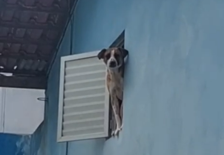 GM resgata cão trancado em sótão há vários dias no Bairro dos Municípios