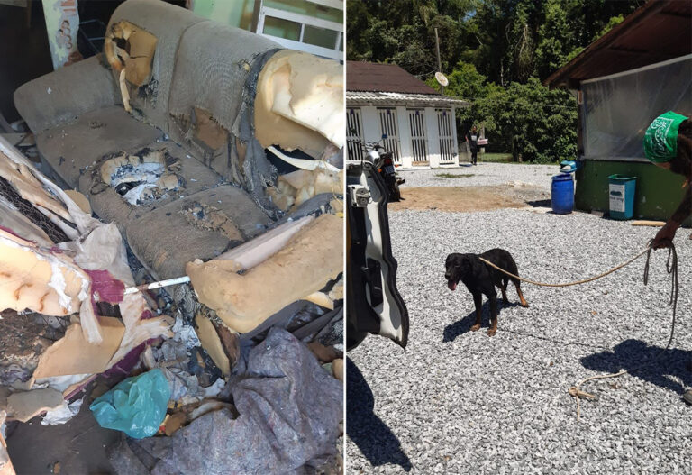 Cão mantido em quitinete insalubre é resgatado em Balneário Camboriú