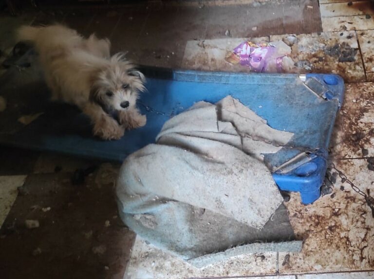 Cão vivendo em ambiente insalubre é resgatado no São Vicente