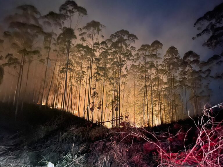 Bombeiros combatem incêndio florestal no interior de Itajaí