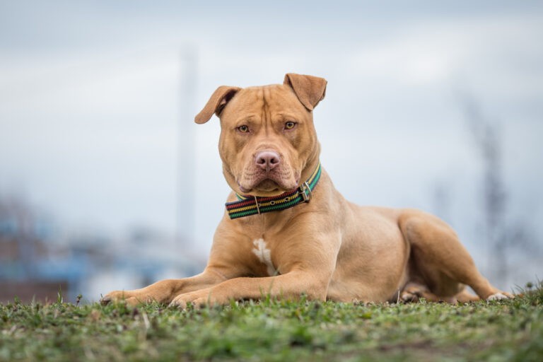 Pit Bull é recolhido após avançar em pessoas no bairro Nova Esperança