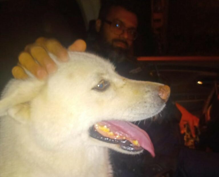 Cão que fugiu após se assustar com fogos de artifício é resgatado pela GM