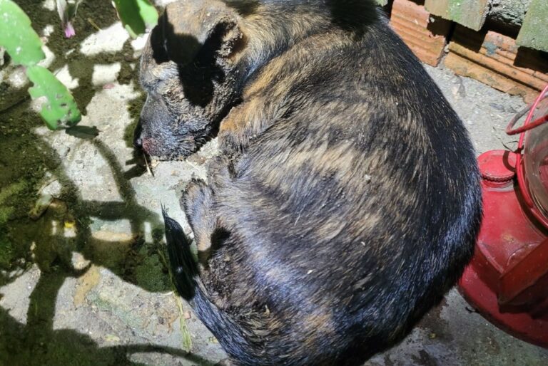 Homem é detido após dar paulada na cabeça do seu cachorro no Monte Alegre