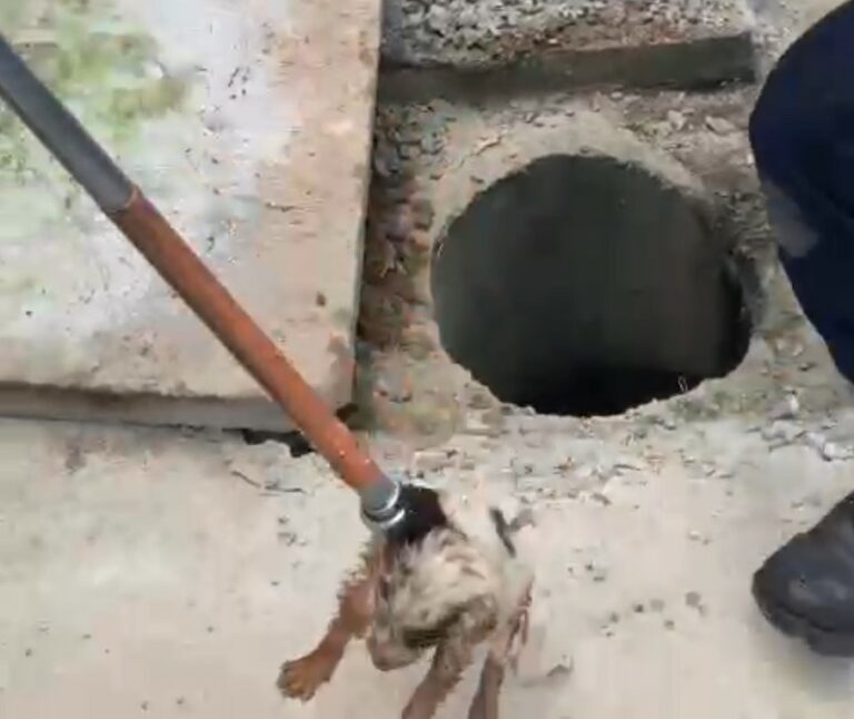 Filhote de cachorro fica preso em bueiro e é resgatado pela Guarda Municipal de Itajaí
