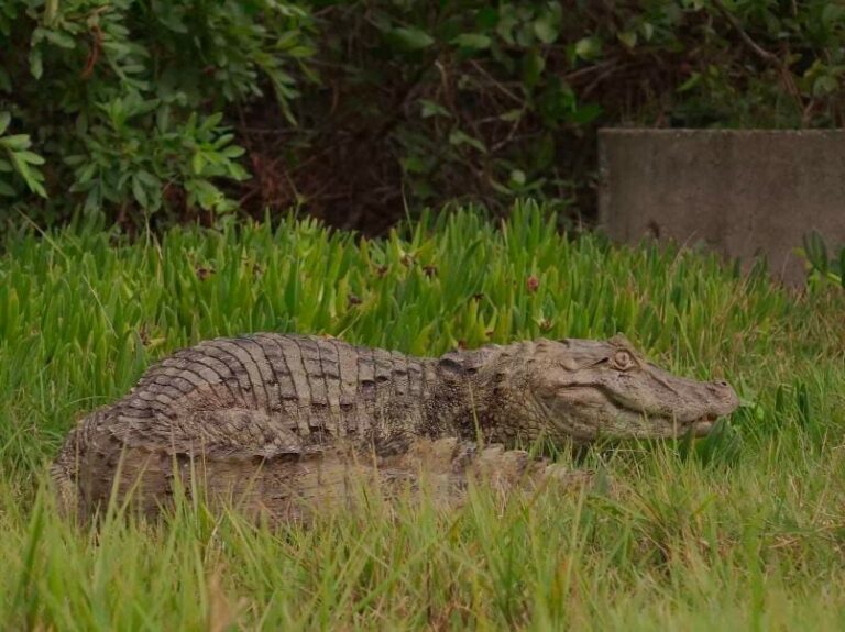 Jacaré é reabilitado em BC e devolvido à natureza em Florianópolis