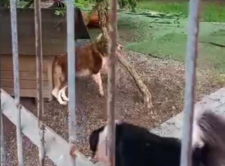 Cachorro ensanguentado, em corrente curta e dificuldade para respirar, é salvo pela GMI em Cabeçudas